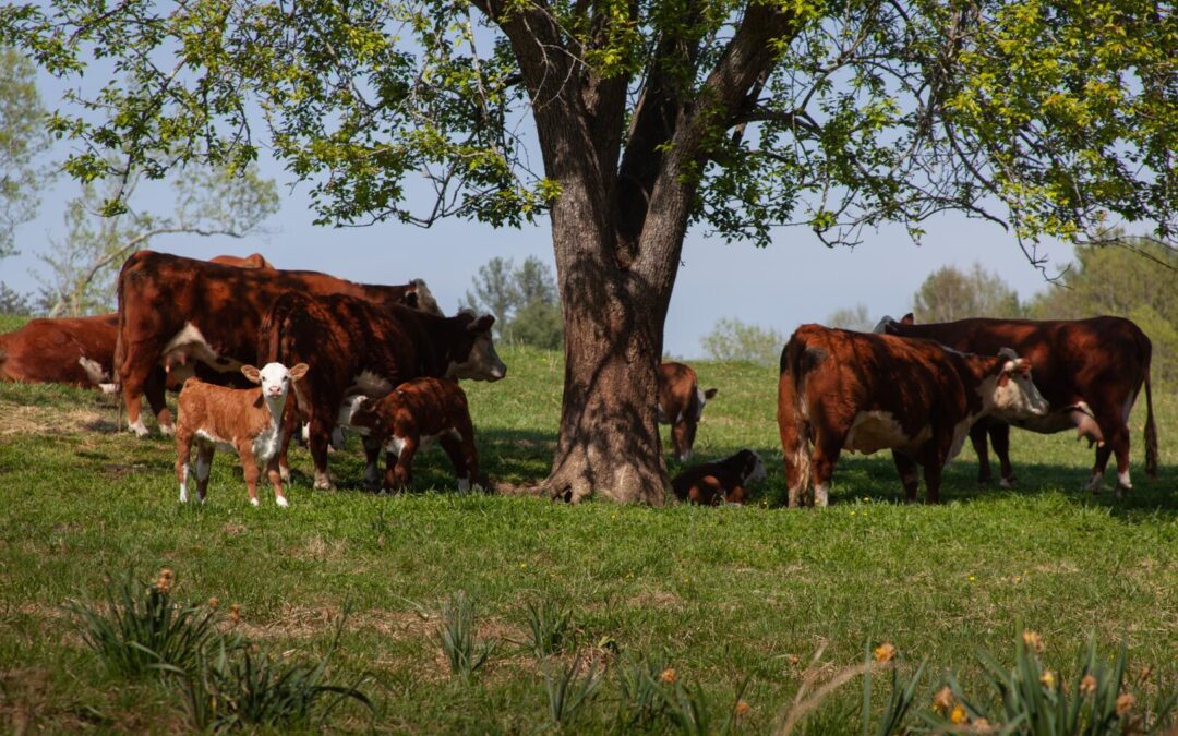 Rappahannock farmers feel the bite of war and inflation; costs soar, while meat prices lag