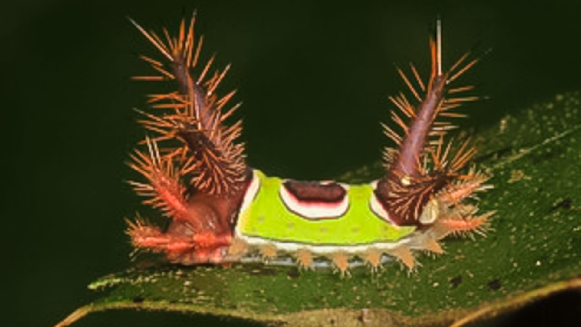 Saddleback caterpillar: This photo of a stinging Saddleback caterpillar was taken at nearby Prince William Forest Park in Triangle. The photographer, Judy Gallagher, writes on flick that she was turning over leaves looking for caterpillars when she felt an intense stinging sensation on her left wrist, not once but twice.