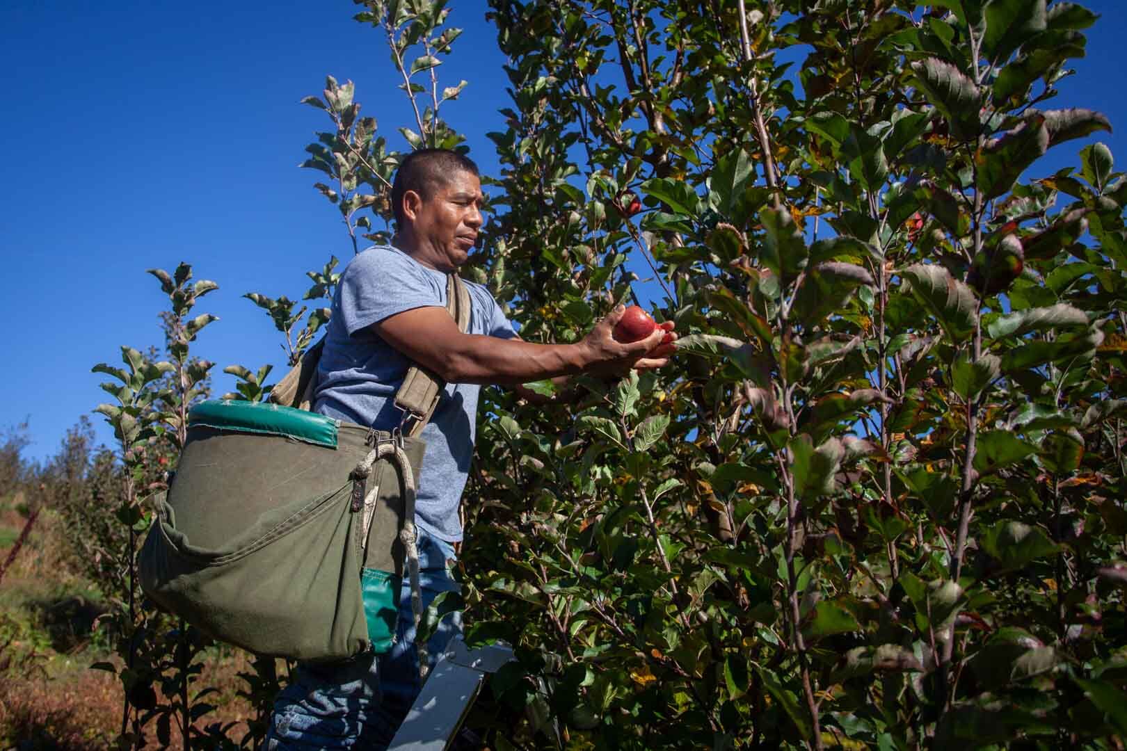 Luis Barrios picks some of the orchard’s last Pink Lady apples of the season.