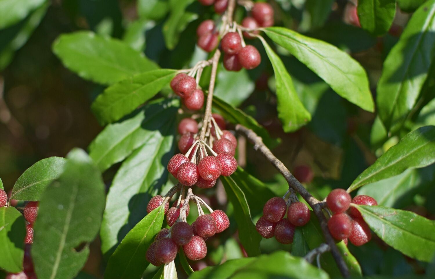 Olive Autumn