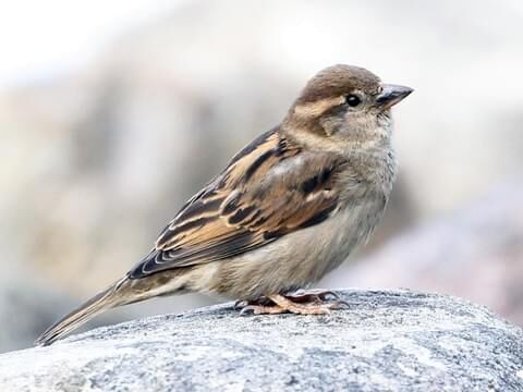 House Sparrows