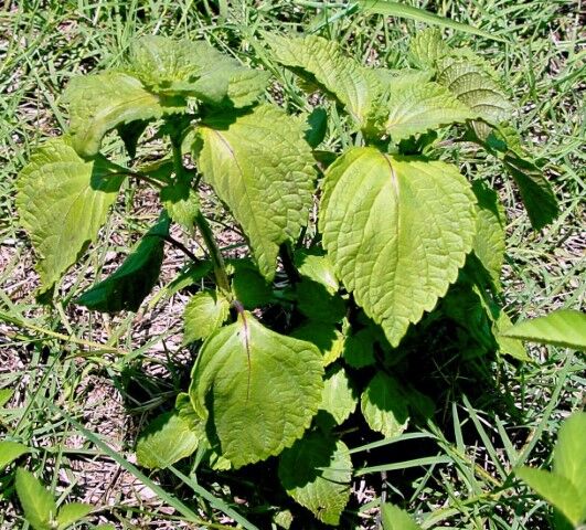 Perilla Mint