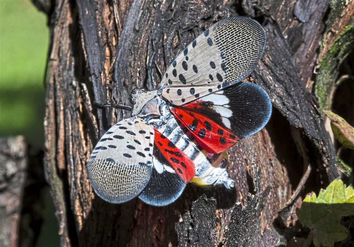 Spotted Lanternfly