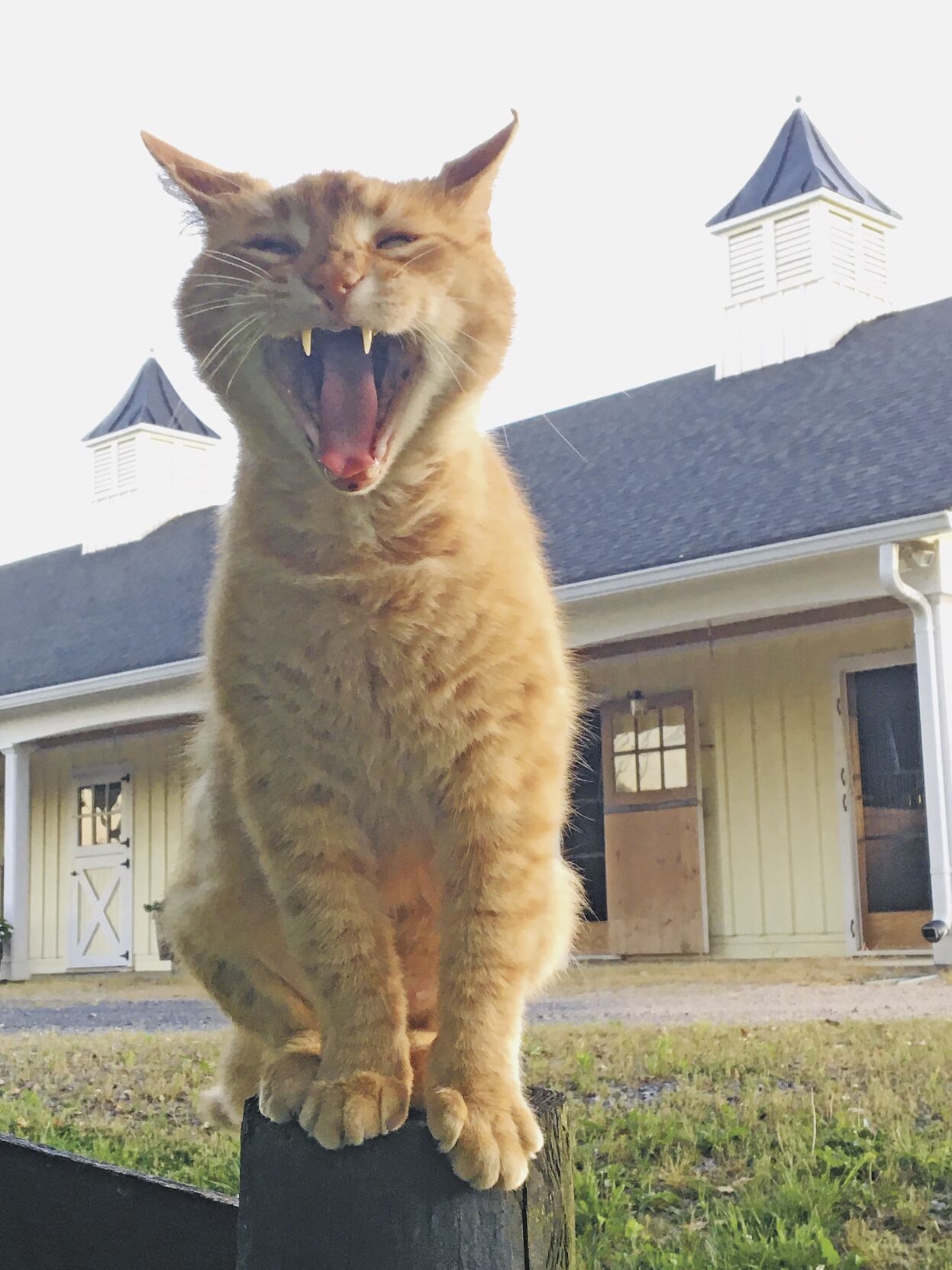 “What do you get when you cross a fence post with a kitty?” we asked Manley, a laughing, convivial, pole-sitting barn cat if ever one existed at Crossmolina Farm near Massies Corner. “A polecat.”