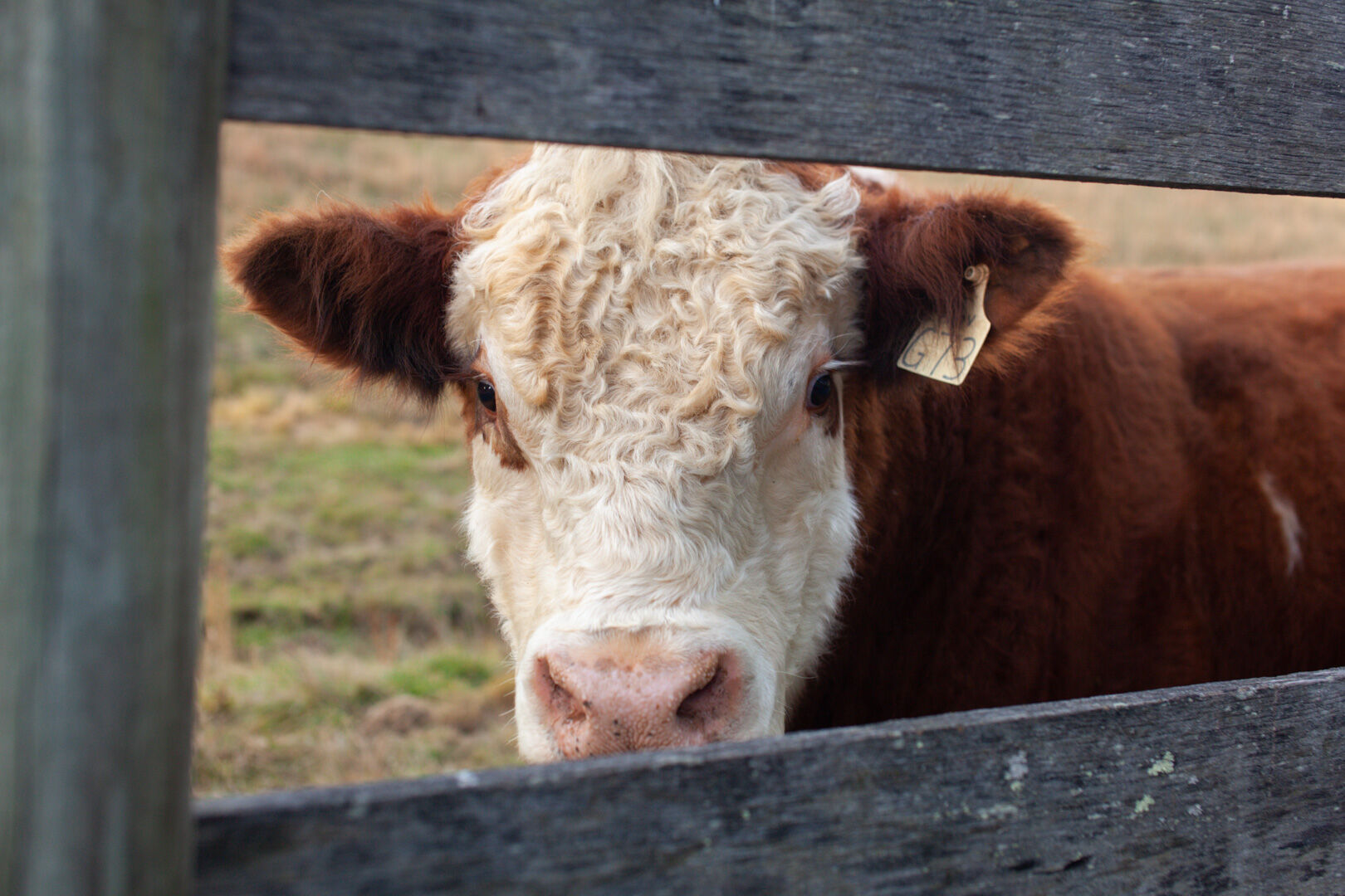 Farmers say four international meatpacking companies dominate 85% of the beef business, leaving them little negotiating clout.