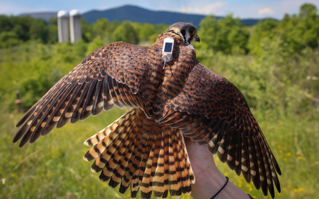 Keeping up with kestrels