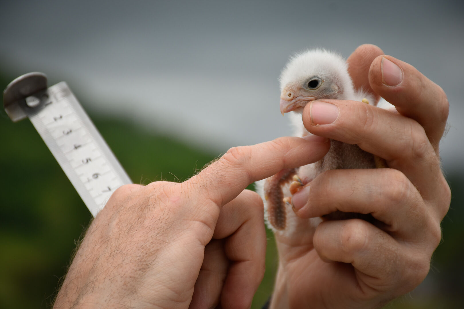 Alan Williams examines the keel of a week-old American kestrel chick to assess its body condition. Chick growth was measured multiple times during the nestling stage to understand how differences in surrounding habitat and toxin exposure may affect their health and development.