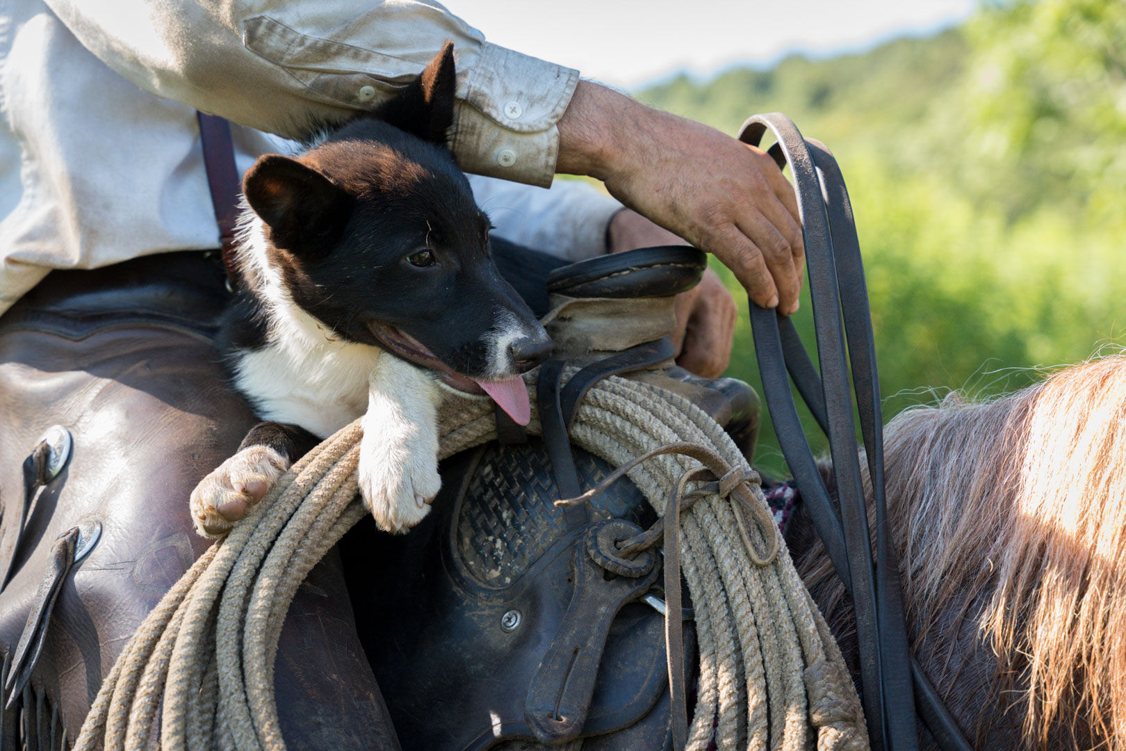 Pete and Kristen have three Border Collies as part of their wrangling team.