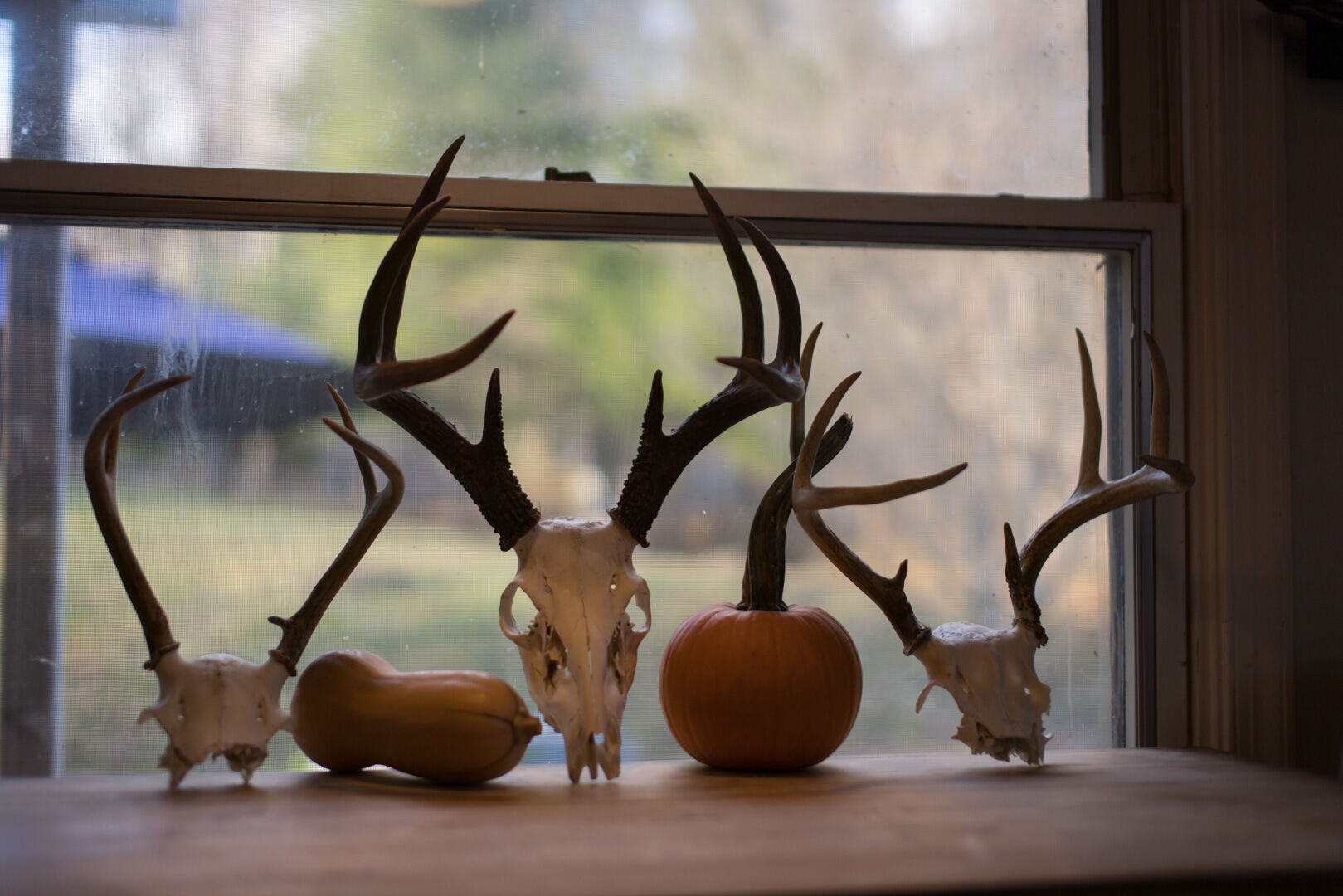 A collection of trophies from Allison Hampton and Lin Barnes hunting outings.