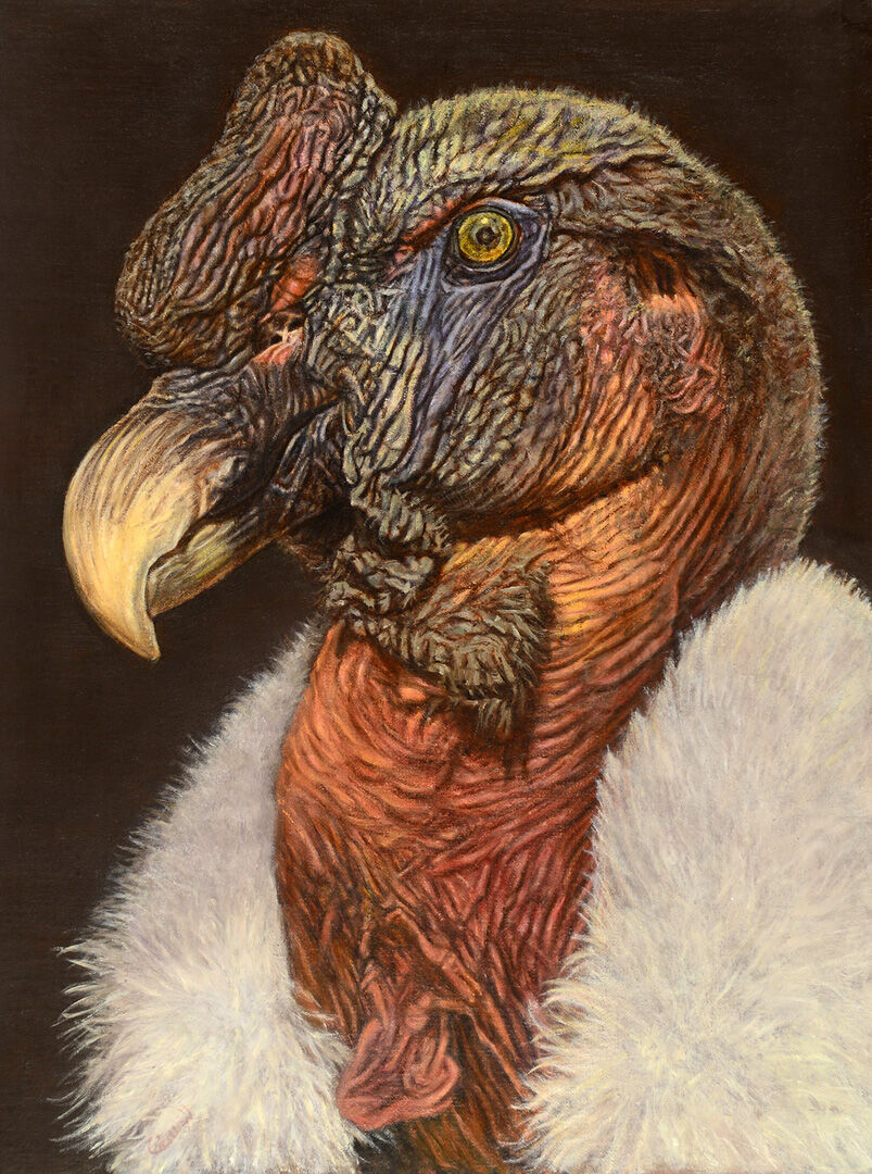 The Ancient Gryphus: Mary Cornish, friend of member painter Cathy Suiter, offers hyper-realistic drawings of an Andean condor and a Northern Masked Lapwing