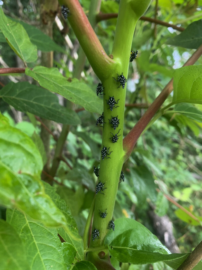 An invasive species, the spotted lanternfly threatens vignerons across Rappahannock County because of their destructive tendencies.