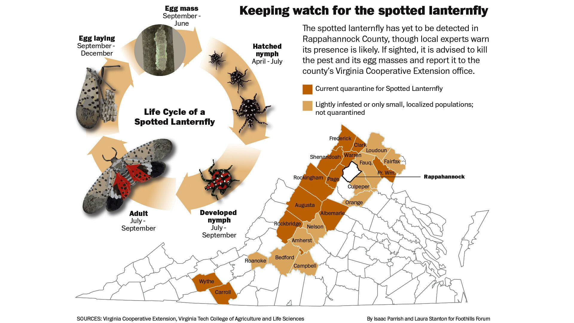 The spotted lanternfly has yet to be detected in Rappahannock County, though local experts warn its presence is likely. If sighted, it is advised to kill the pest and its egg masses and report it to the county's Virginia Cooperative Extension office.
