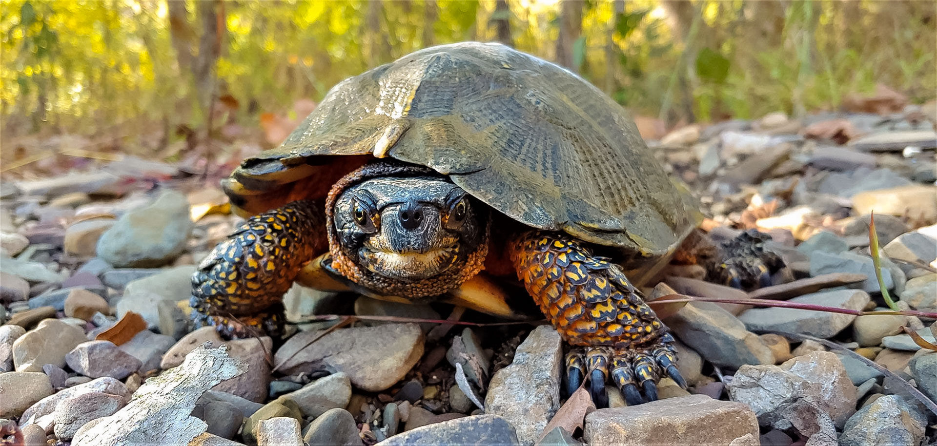 A male wood turtle