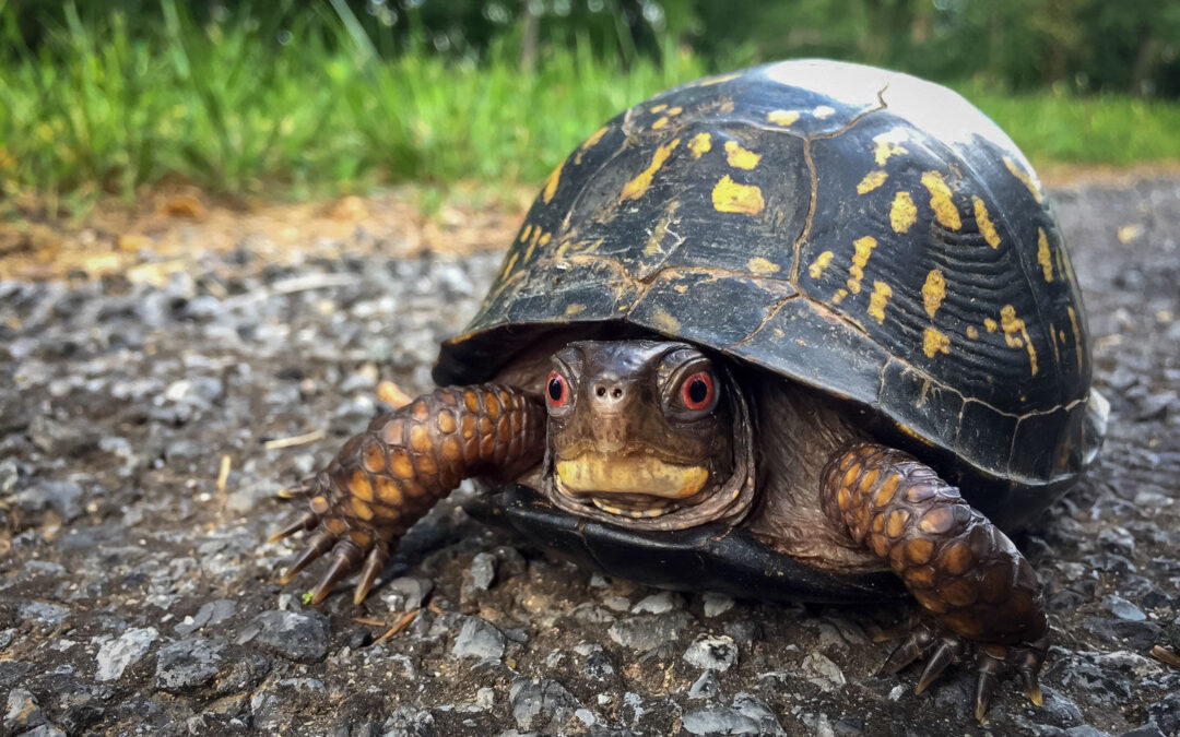 Troubled times for Turtles