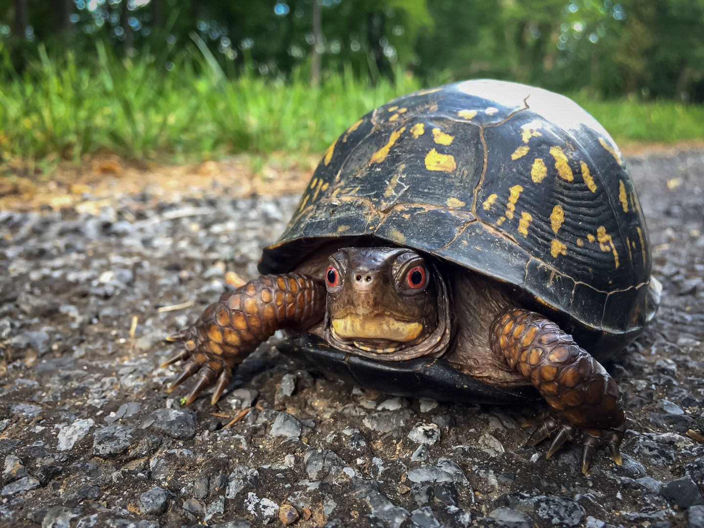 A box turtle crossing the road.
