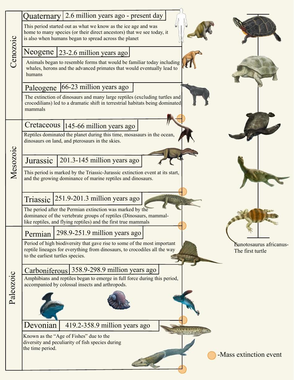 How turtles evolved over 2.6 million years.
