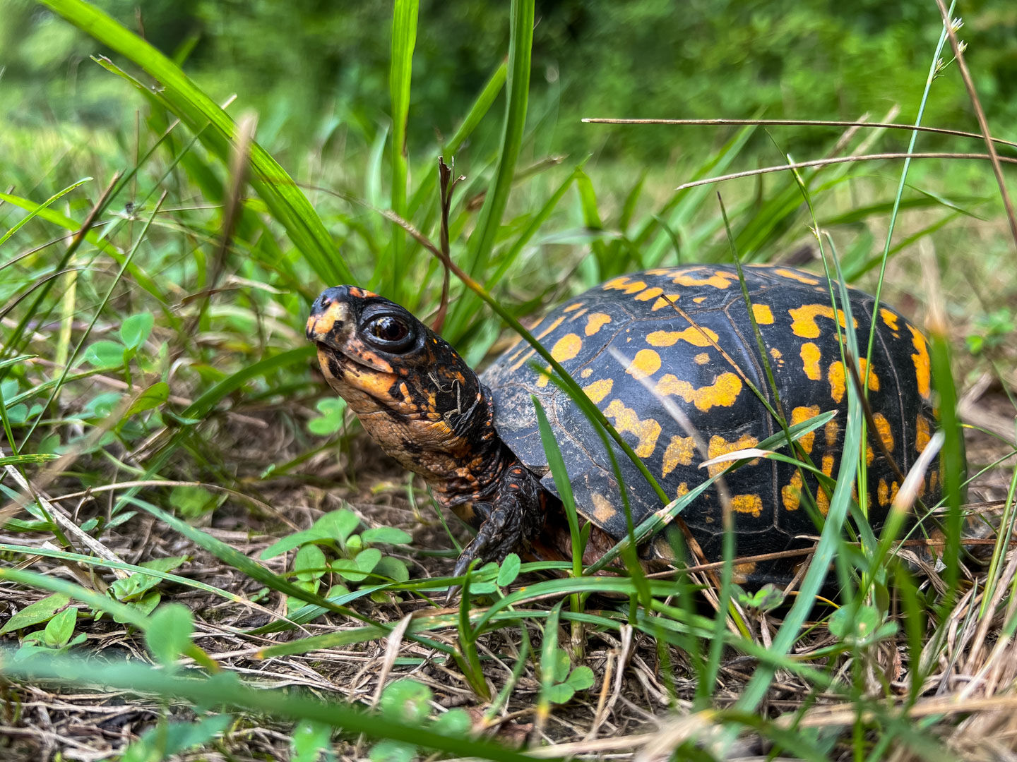 An eastern box turtle