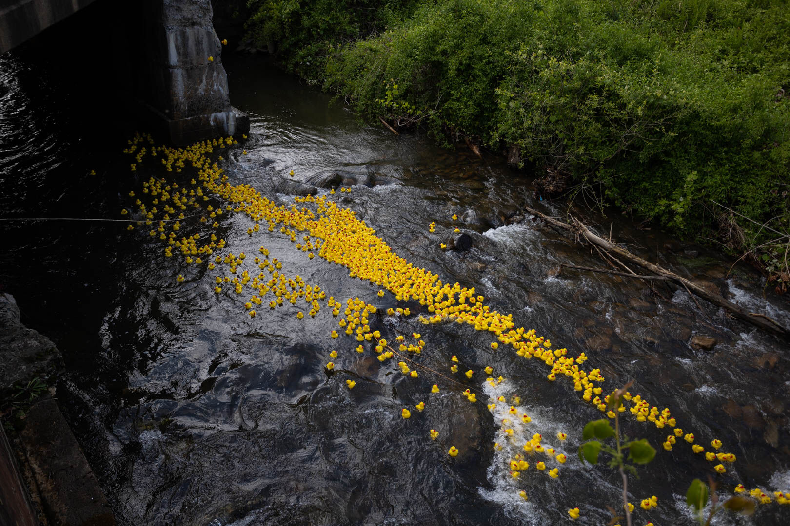 And they're off! Ducks will race down the Mighty Thornton at 4 p.m.