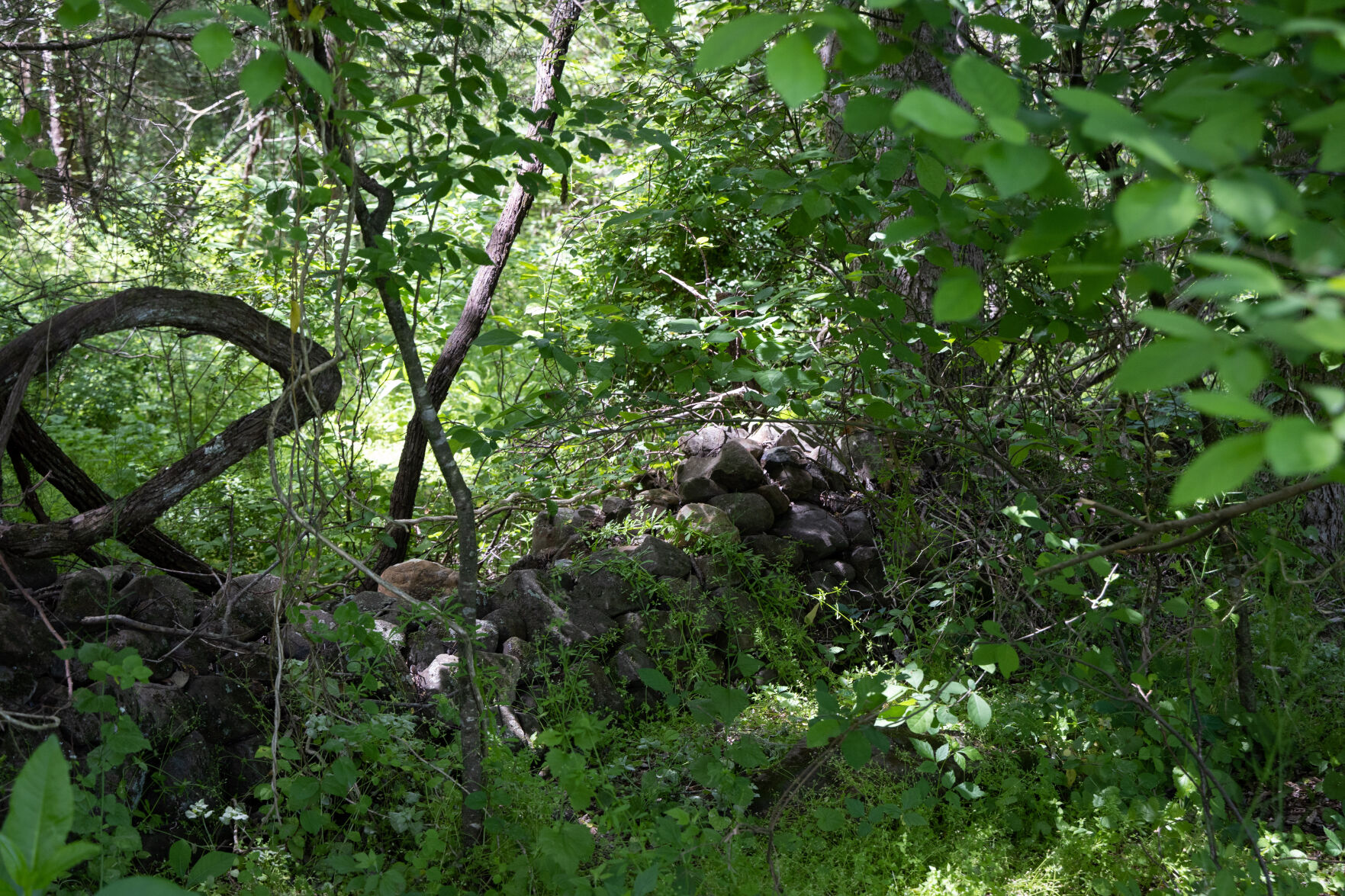 A section of the stone wall that Gen. George Custer’s horse refused to jump over during the Battle of Brandy Station. Custer had to pull the horse over by the reins.