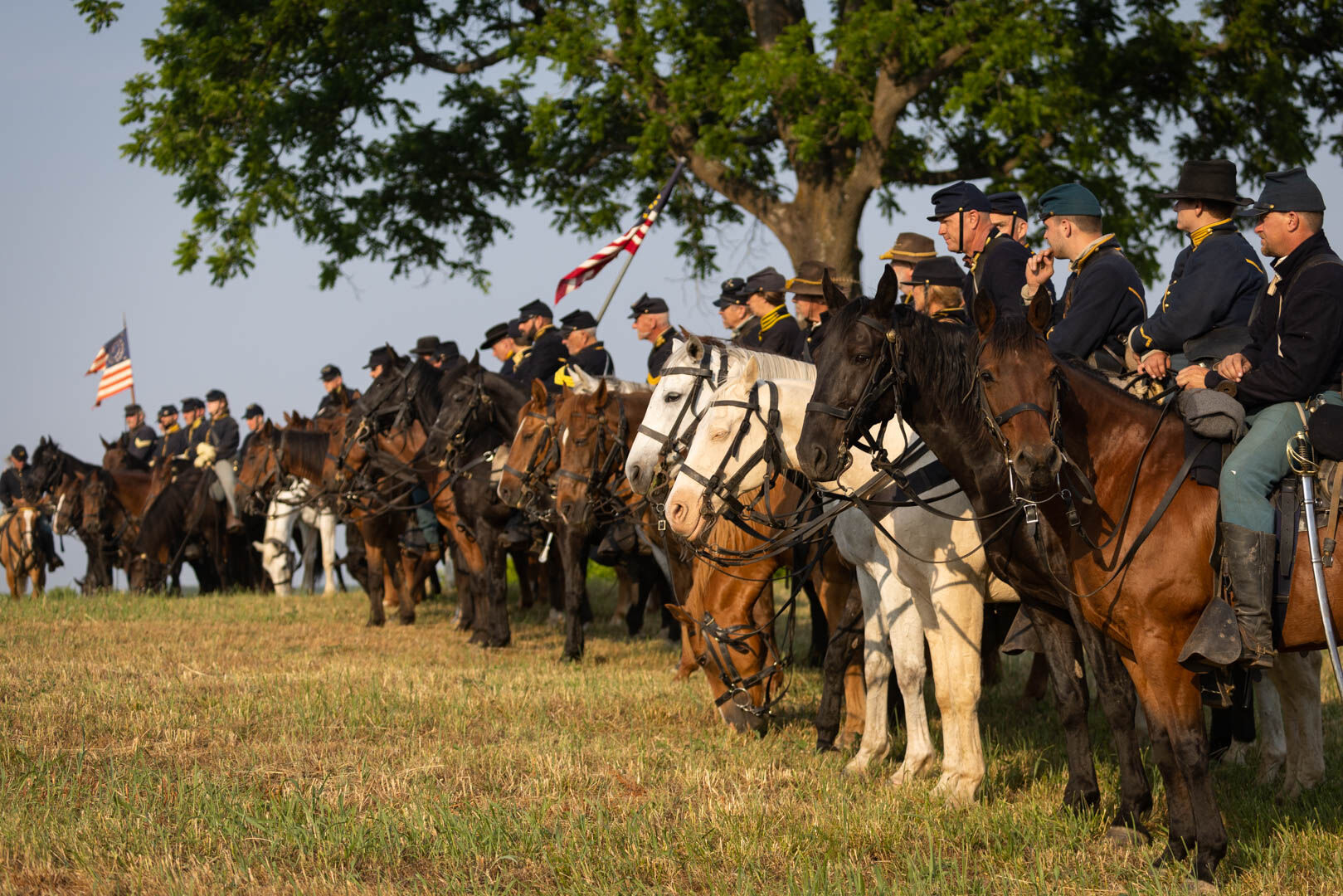 The most common horse breed was the American Saddle horse.