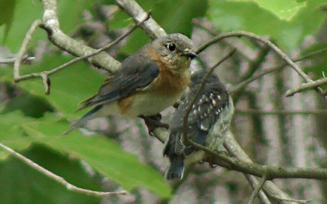 Wild Ideas: Ups and downs of caring for fledglings