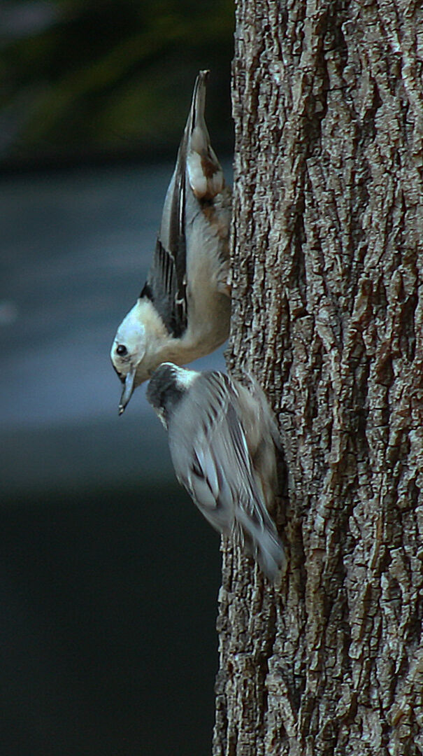 A recently fledged chick shakes it feathers to solicit food from his dad.