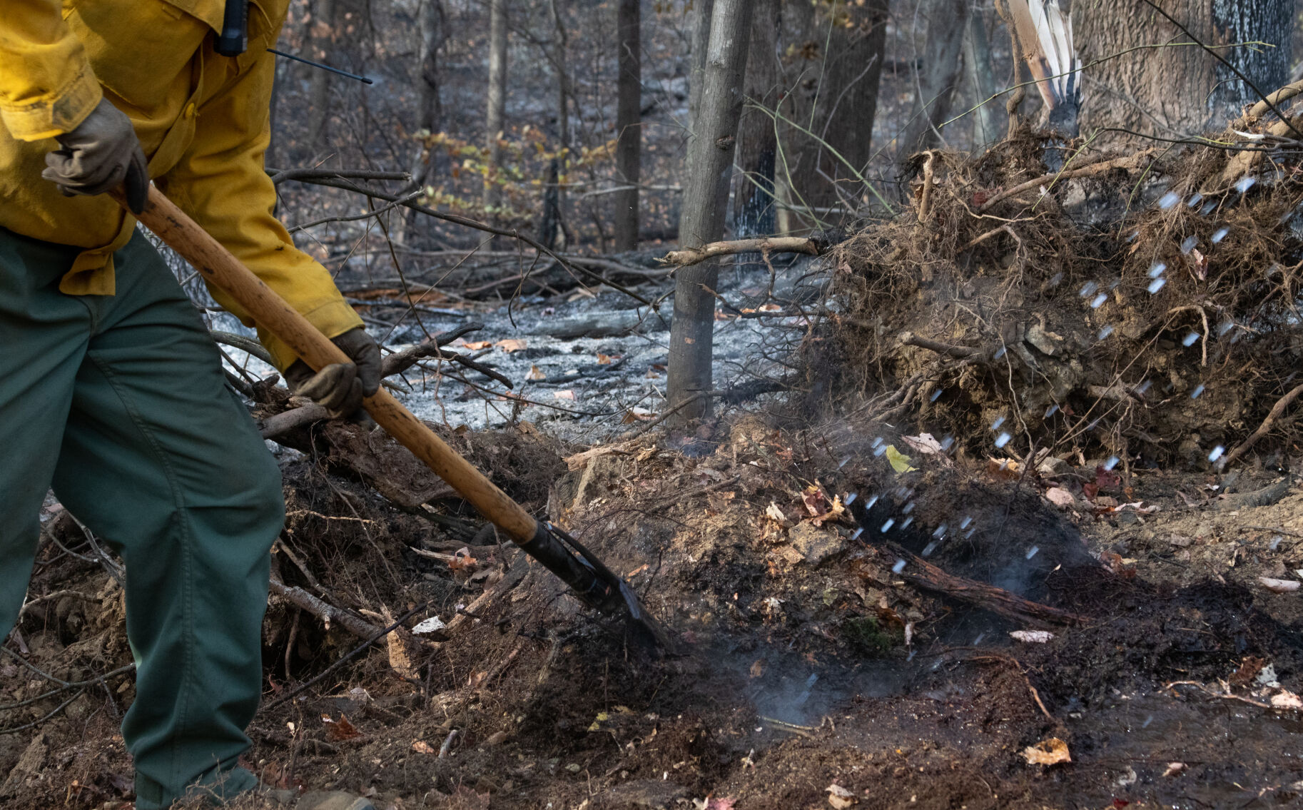 James Cochran, a firefighter from Spainville, uses a combination tool to dig out and extinguish smoldering pieces of duff in the Rapidan Wildlife Management Area on Nov. 6.