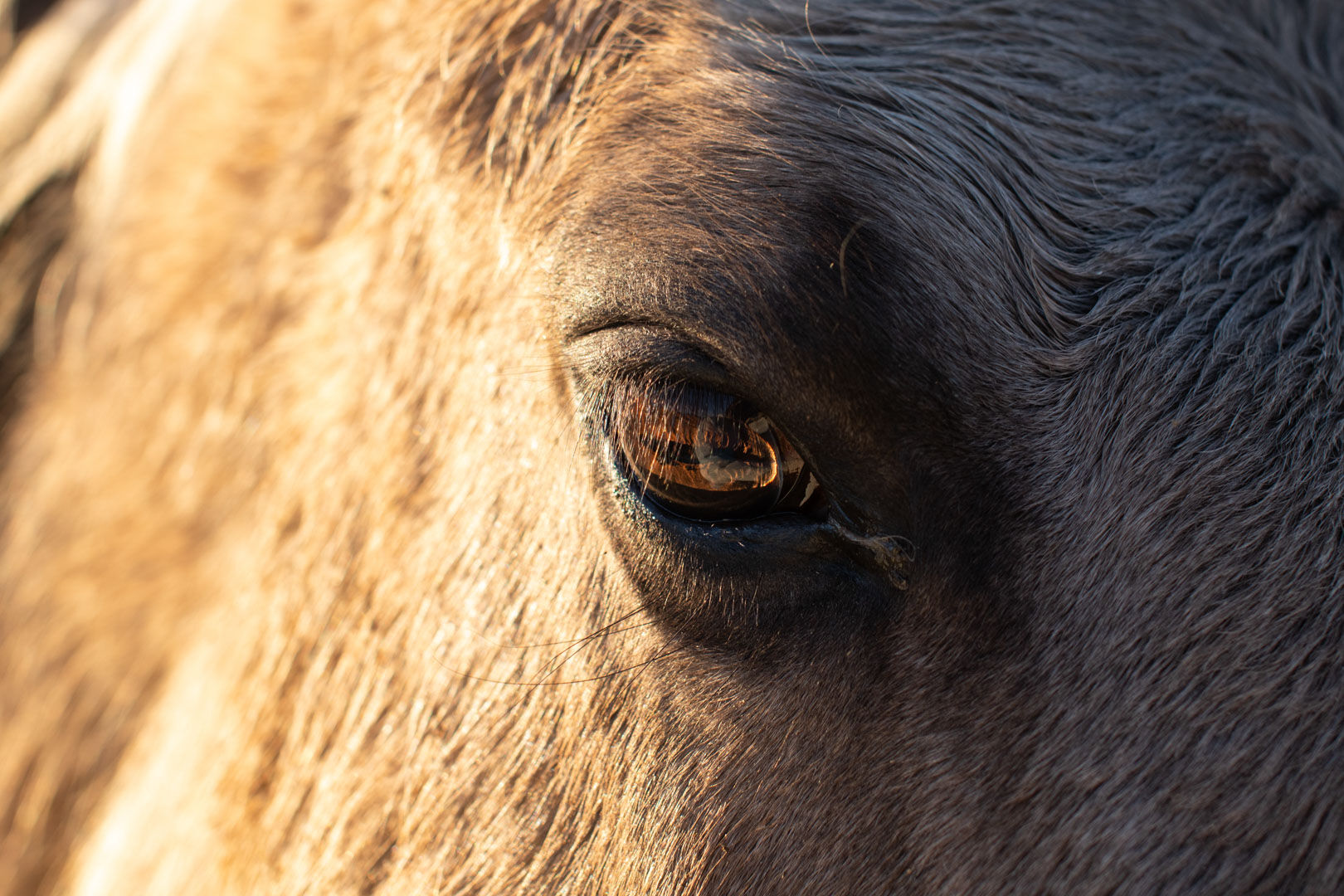 Most of the Heck line of Tarpans, named for the Heck brothers who developed the breed in Germany, have distinct smoky gray coats and brown eyes.