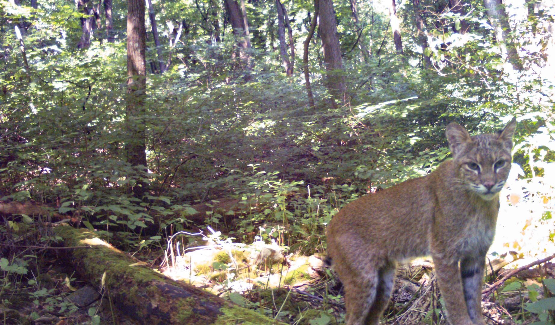 Image of a bobcat from a Shenandoah National Park game camera.