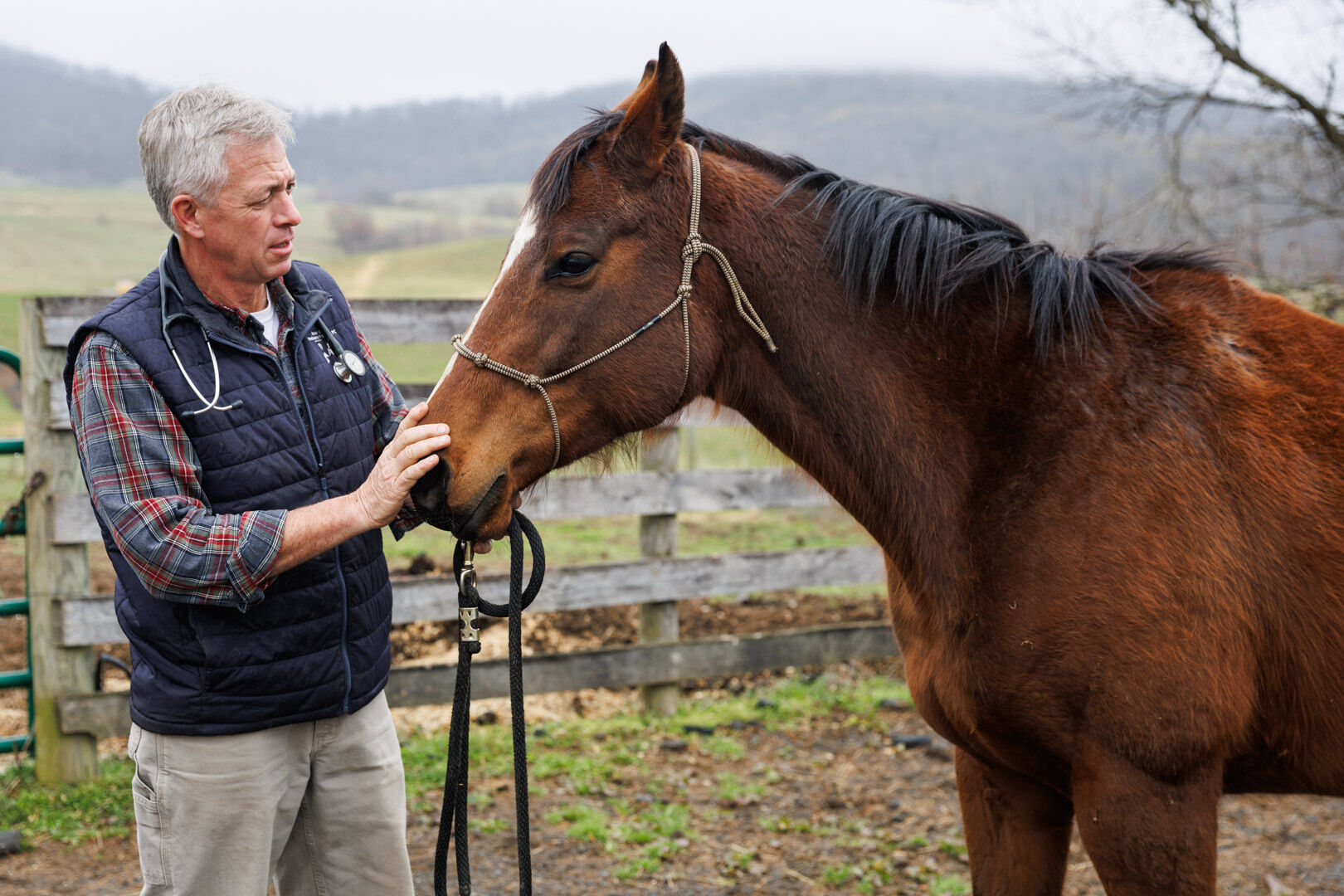 Dr. Thomas Massie on his farm with a mix of working and semi-retired horses. Massie and his wife, Loretta, had their beloved Zoe cremated and ashes spread on the farm. They were also able to return a portion of her remains to previous owners.