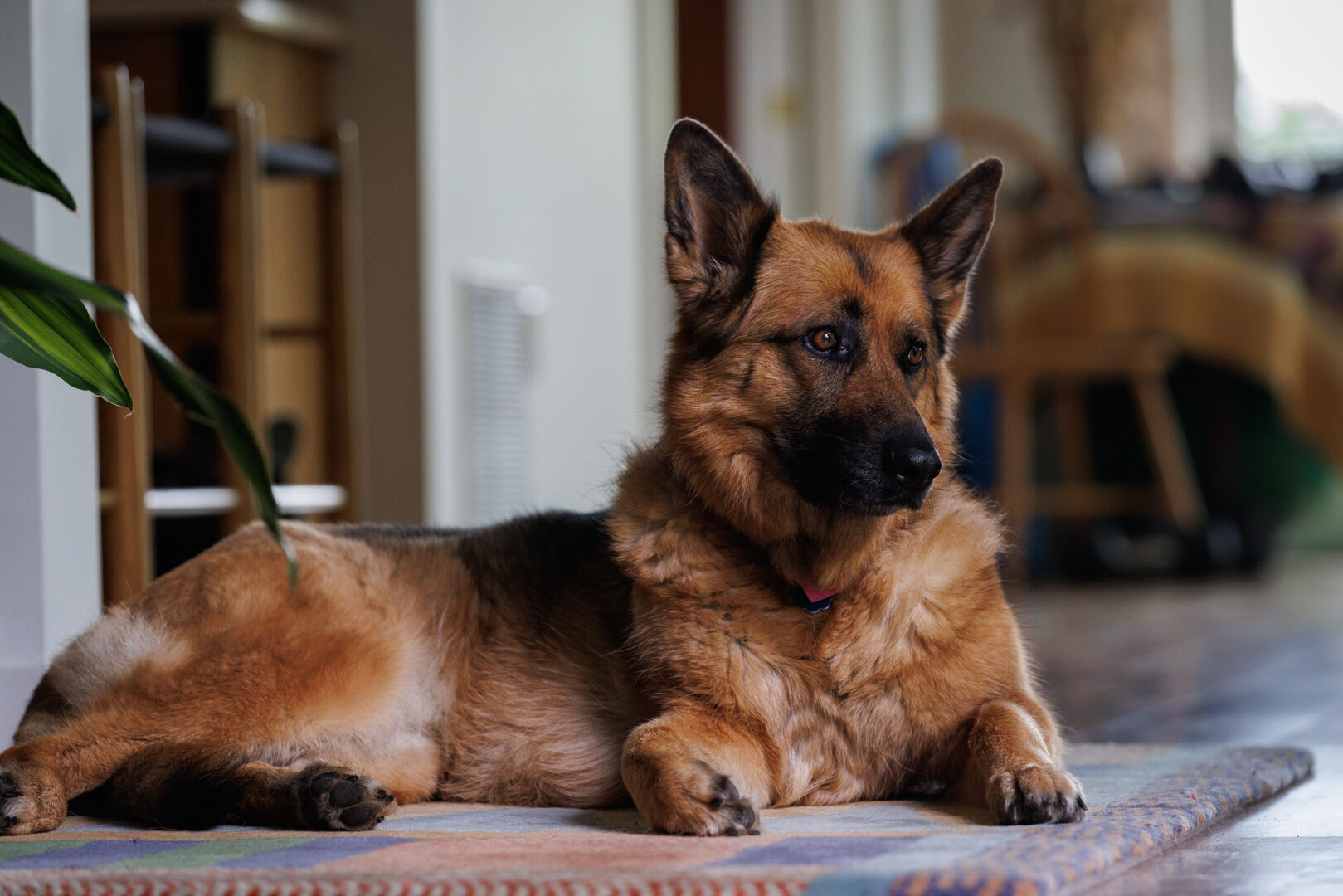 Tatel's guide dog, Vixen, at their home in Rappahannock County.