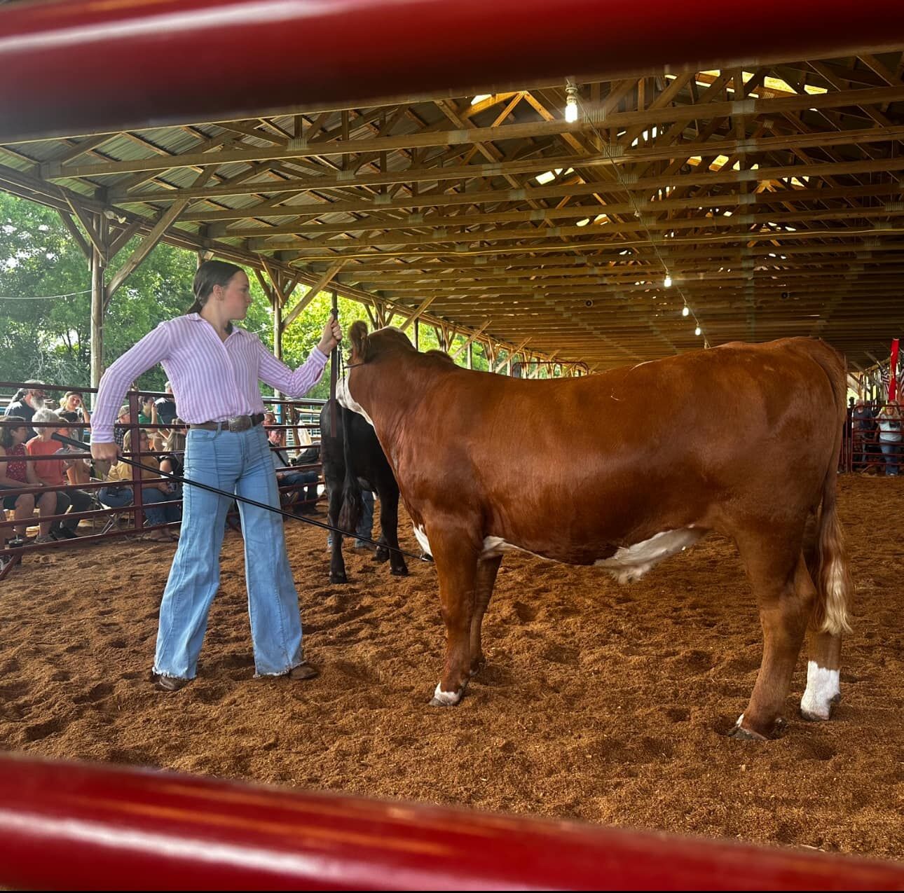 Chloe Jenkins, 16, a rising junior at Rappahannock County High School, shows her steer at the Culpeper Madison Rappahannock Farm show on Saturday.