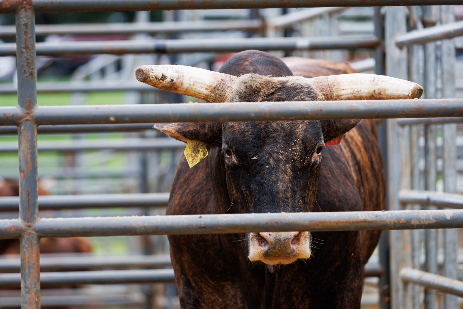 A bull patiently waits in a pen hours before the bull riding event.
