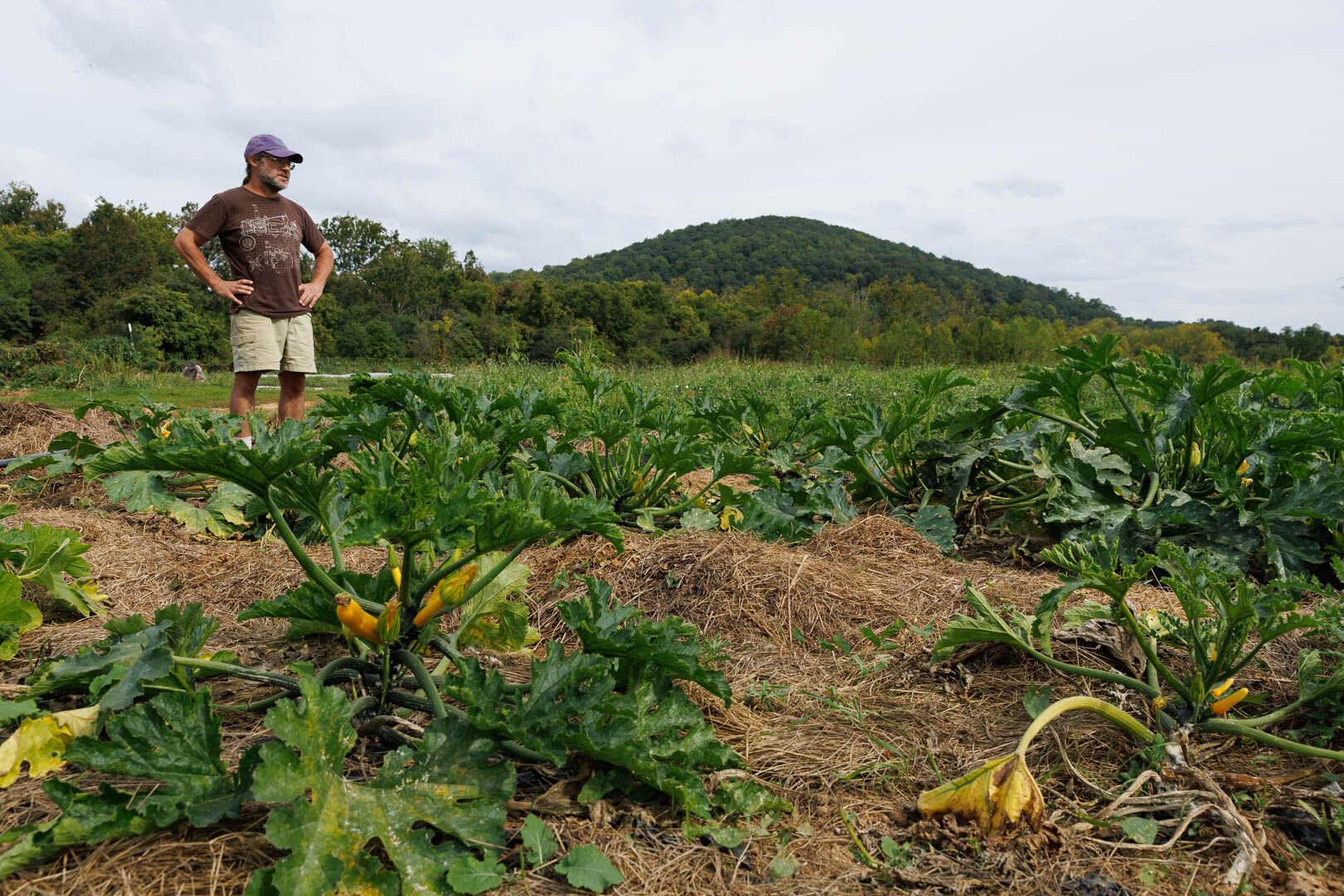 “Through extensive mulching and our efficient drip irrigation system, the soil is able to stay moist and healthy,” said Eric Plaksin, co-owner of Waterpenny Farm, in Sperryville, Va.
