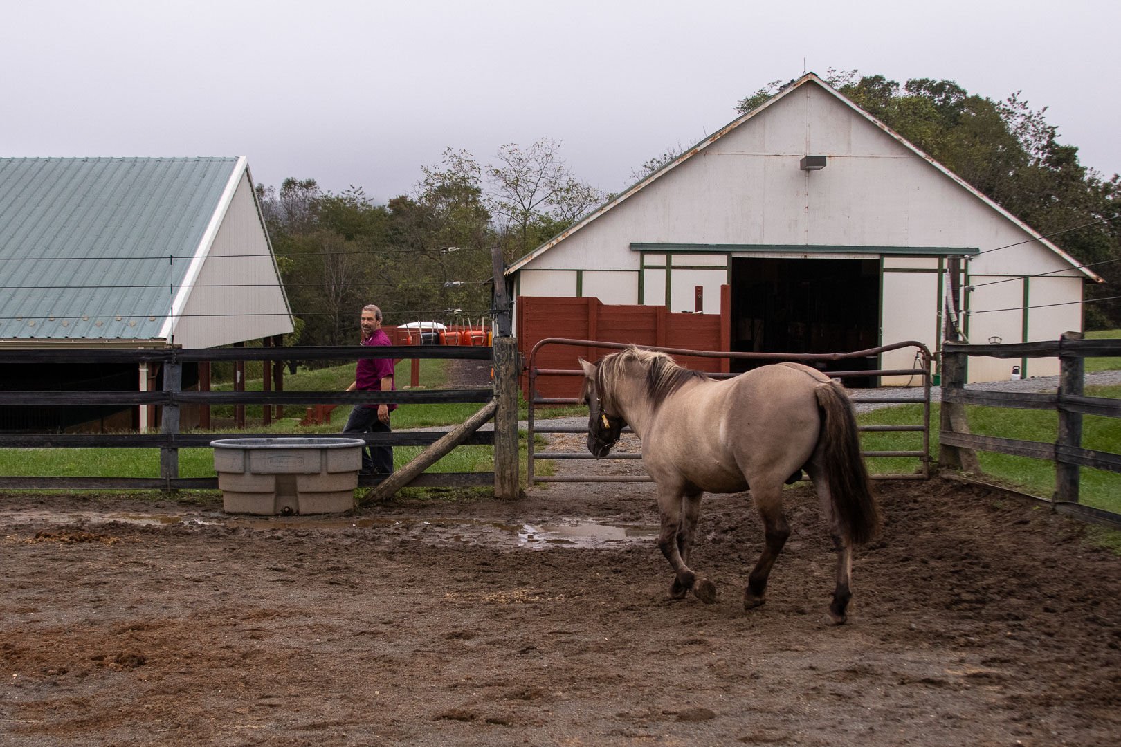 Dippert walks along the fence line as Grayson, a Tarpan stallion, exercises outside.