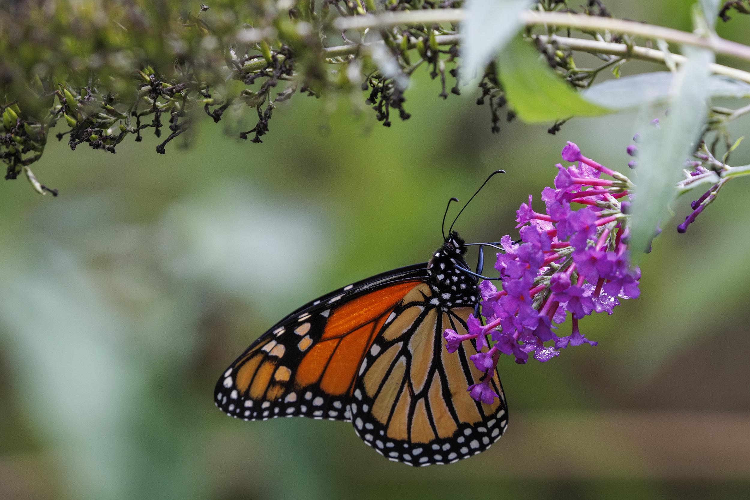 Monarch Butterfly in Tiger Valley