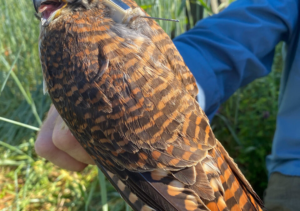 Peaches the kestrel returns, sets record