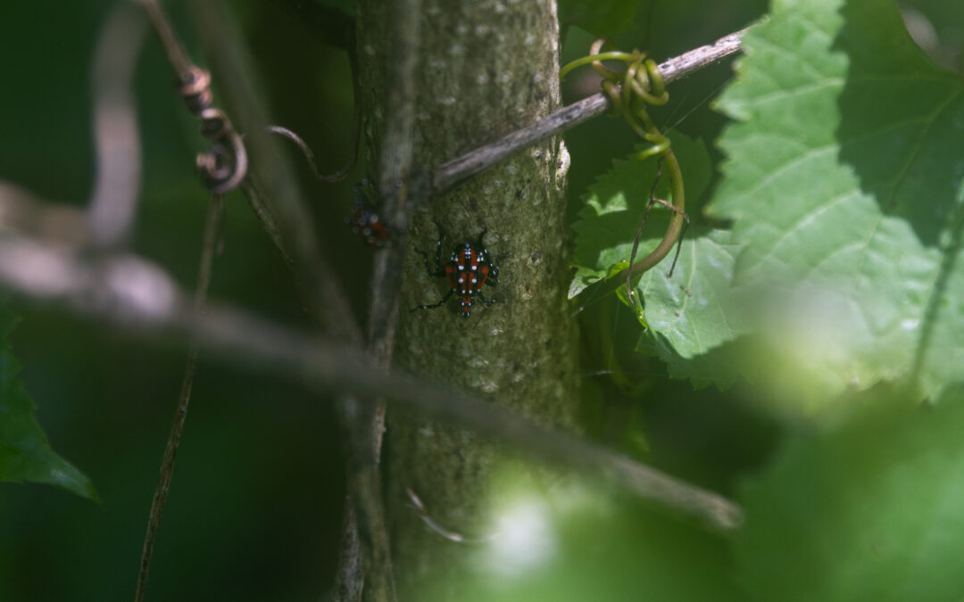 They’re back!: Lanternflies return to Rappahannock in swarms