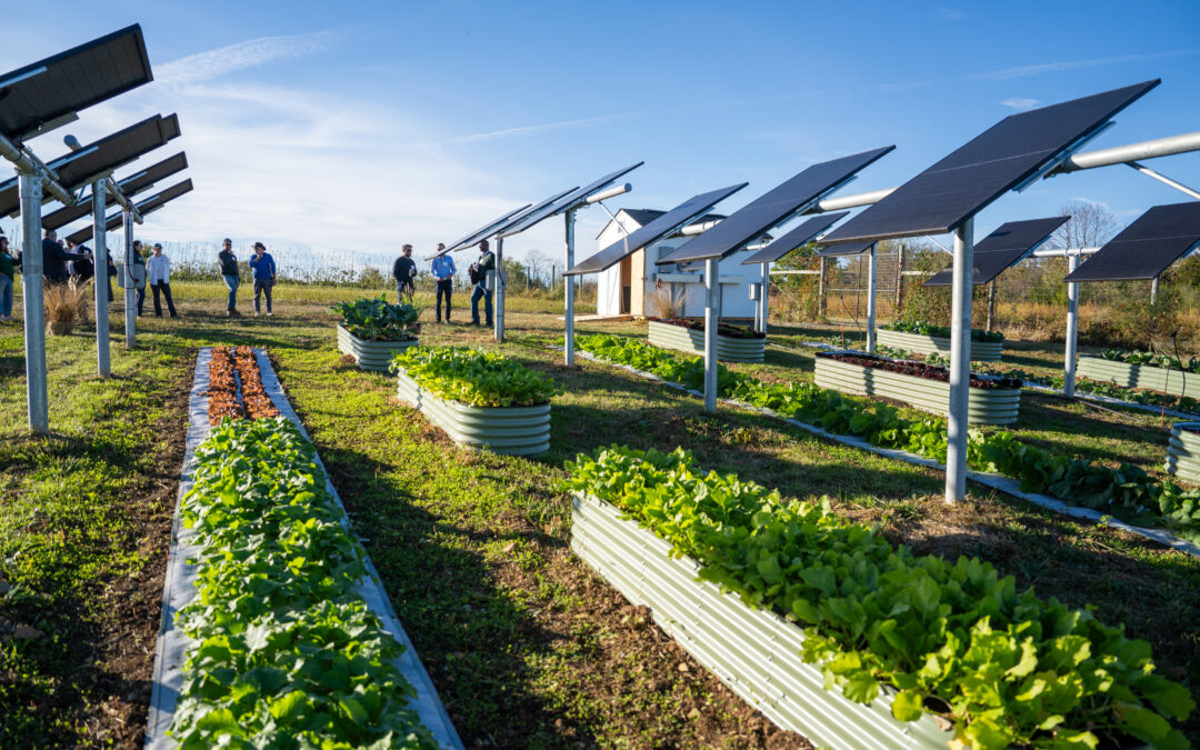 Crops, kilowatts on same field: A new kind of solar farming takes root