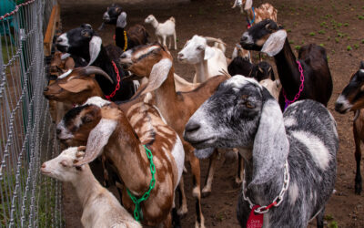 Community rallies after dogs’ attack leaves Charming Hill Farm reeling