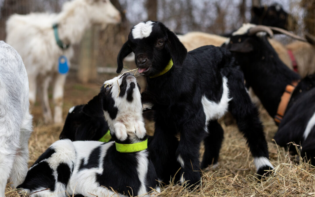 New life blooms at Charming Hill Farm
