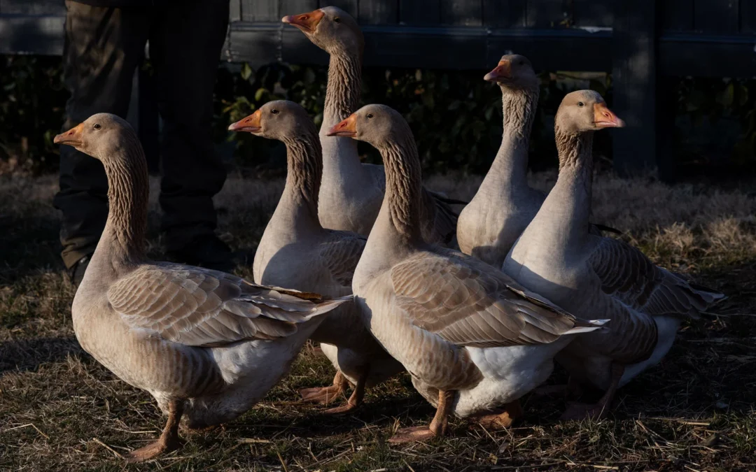 Inside The Inn at Little Washington’s geese parade