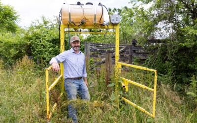 Up-tick: New invasive tick threatens cattle