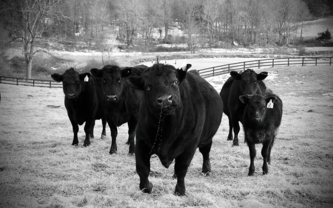 Gallery: 2026 Community Photo Contest entries, winners