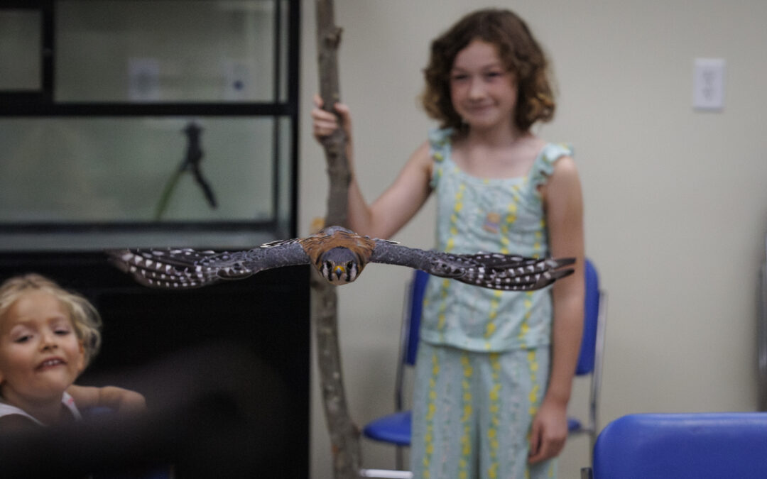 Blue Ridge Wildlife Center — where wildlife gets a second chance