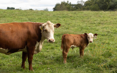 Rappahannock’s farms welcome visitors